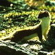 Illustration for article titled Monday Mustelid - Mustela africana Edition